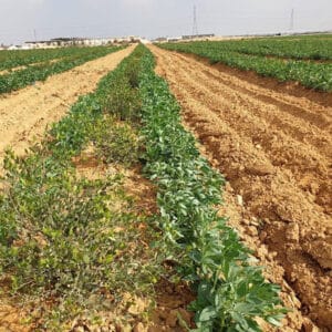 Jojoba plant and seeds for farming and oil production project – digital feasibility study product by Golden Pearl Business Solutions