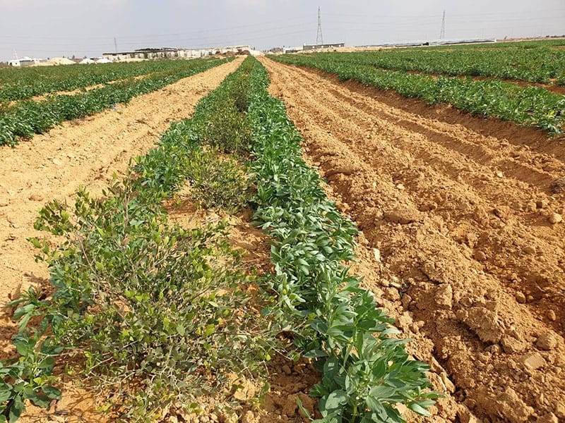 Jojoba plant and seeds for farming and oil production project – digital feasibility study product by Golden Pearl Business Solutions